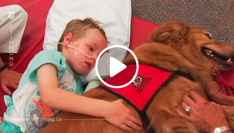 Der am Gehirn verletzte Junge lag im Sterben – schau, was passiert, als er diesen Hund trifft	