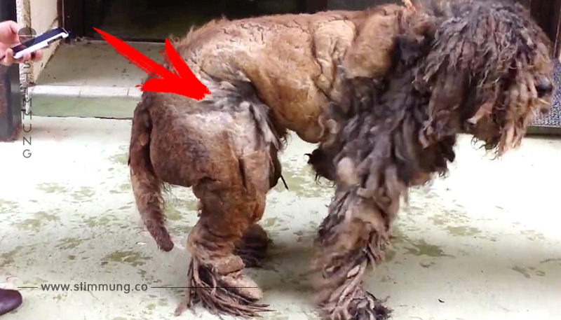 Kiloweise schneiden die Pfleger dem Hund das Fell vom Leib. Was darunter zum Vorschein kommt, ist einfach nur süß.	