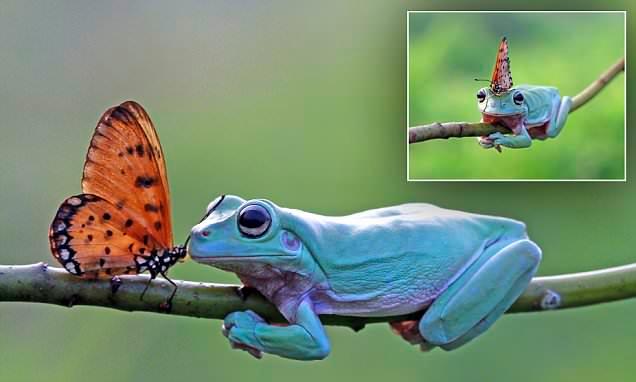 Vielleicht zum Prinzen? Der Fotograf fing den Kuss des Schmetterlinges auf dem Frosch ein!