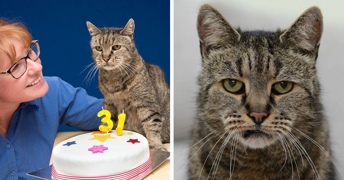 Die älteste Katze der Welt feierte ihren 31. Geburtstag!