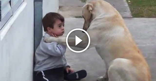 Der Labrador traf ein Kind mit Down Syndrom. Die Reaktion des Hundes ist erstaunlich!