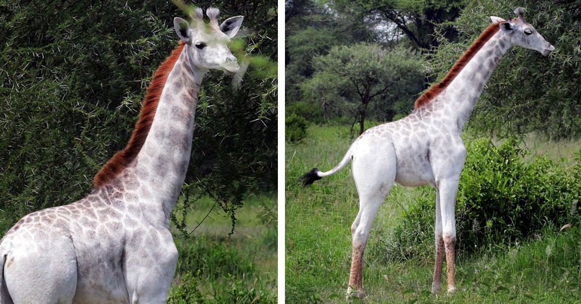 Eine seltene weiße Giraffe aus Tansania!