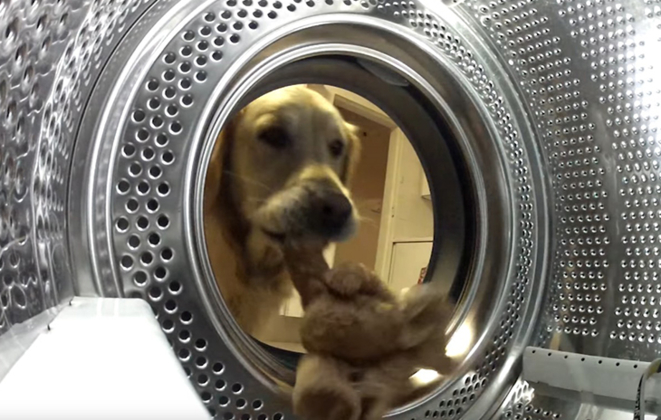 Süßer Golden Retriever rettet “seinen” Teddybär aus der Waschmaschine	