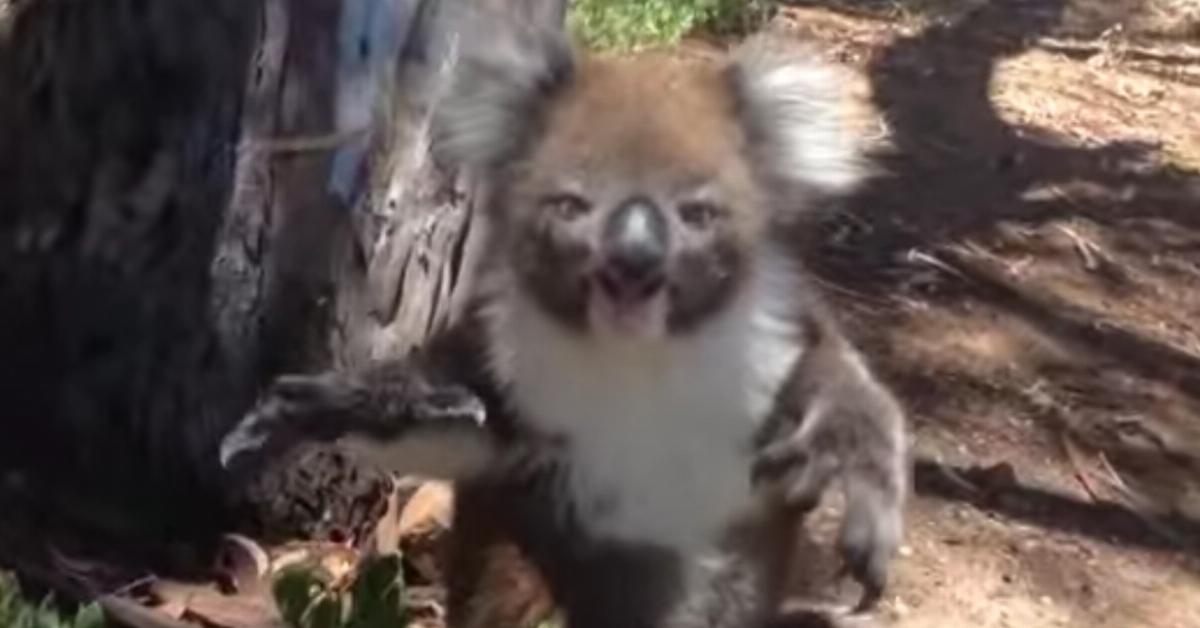 Der Koala wird vom Baum geworfen. Doch als sie seine Reaktion filmen, trauen sie ihren Ohren nicht.	