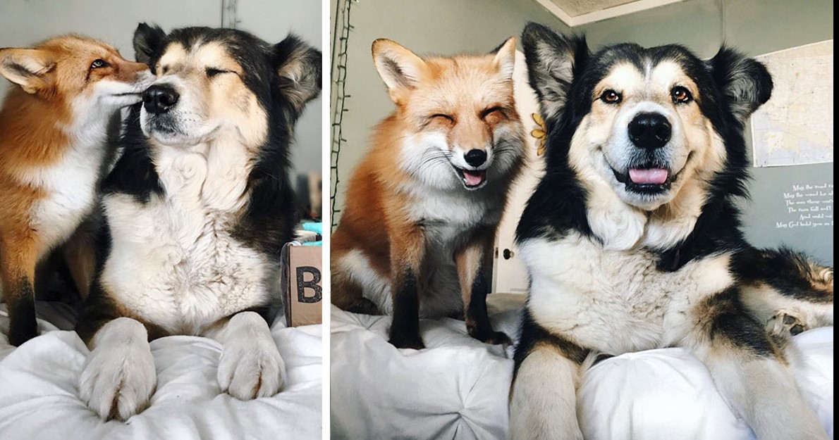 Der Fuchs und der Hund wurden beste Freunde!