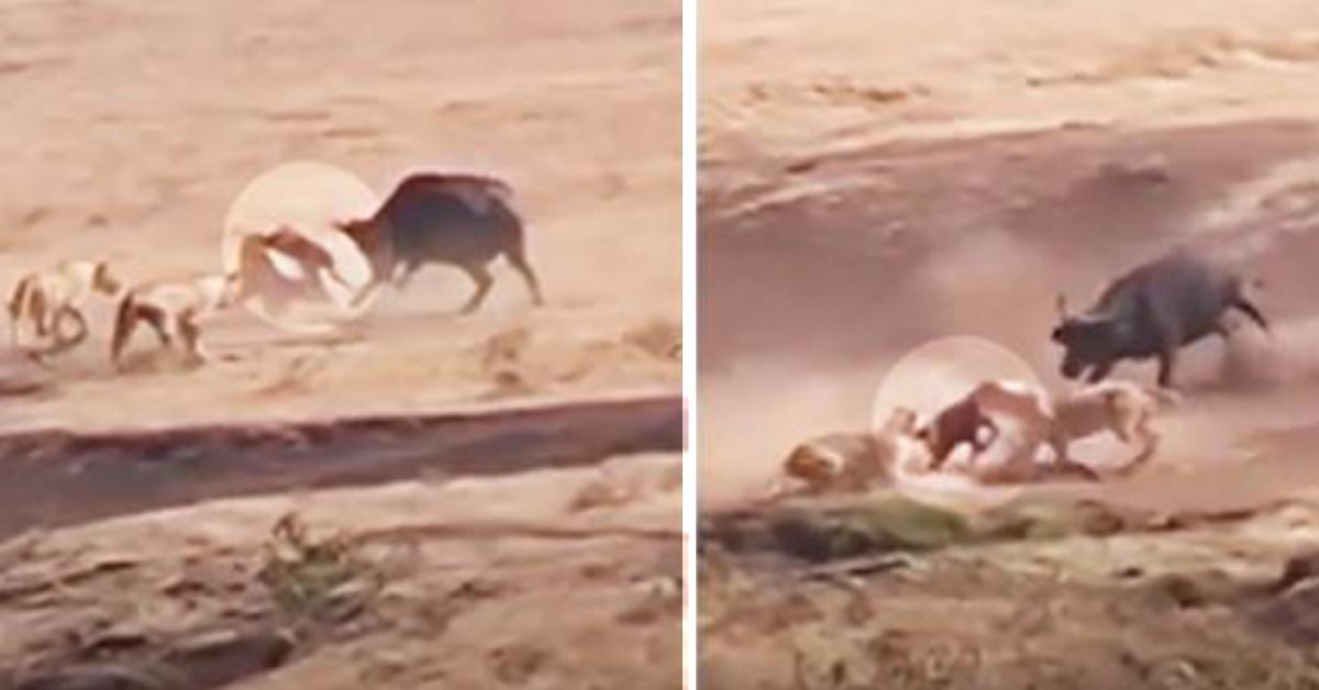 Muttertier kämpft gegen 3 Löwen, um ihr Junges zu retten.	