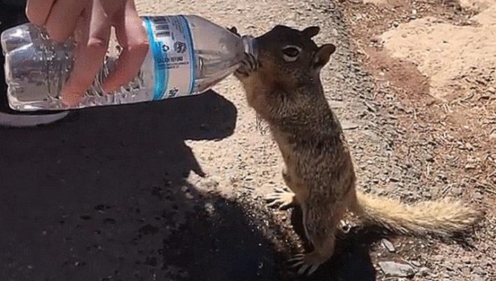 Kleines Eichhörnchen scheint Touristen um Wasser zu fragen – und trinkt daraufhin aus deren Flasche!	