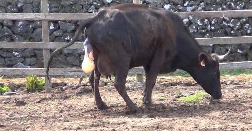 Bauer denkt, die Kuh ist nur mit einem Kalb schwanger – doch ihre Schwangerschaft ist außergewöhnlich	