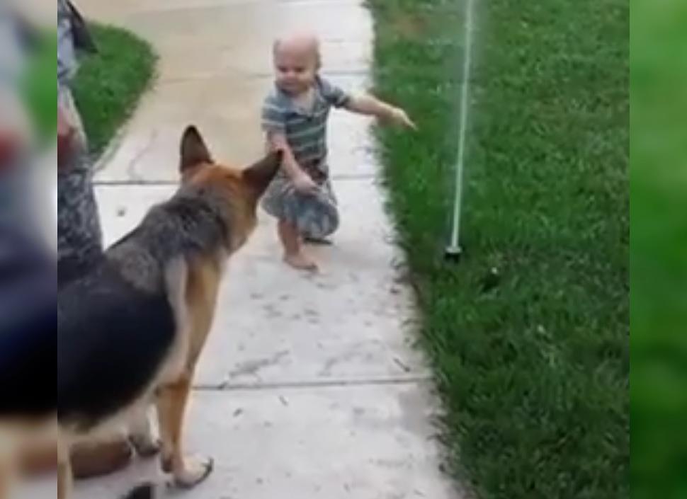 Schäferhund ist hat Angst vor dem Rasensprenger, aber sein kleiner Freund zeigt ihm, wie es funktioniert	