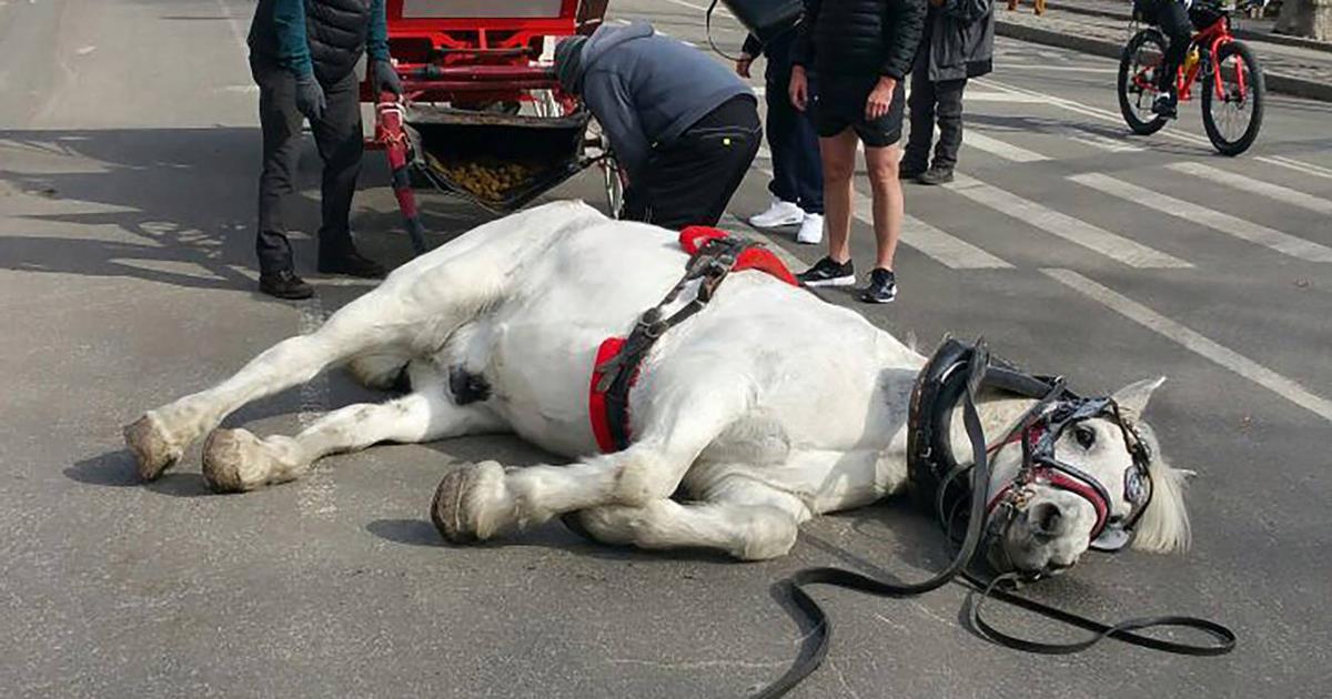Pferd bricht auf der Straße zusammen - nun fordern Tierfreunde eine Untersuchung	
