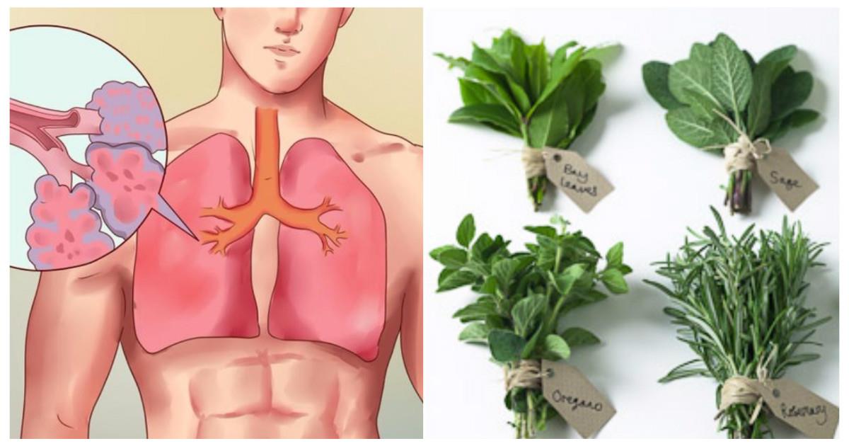 7 Kräuter, die Viren und Schleim in Ihren Lungen töten!