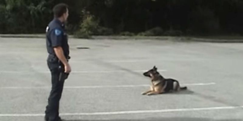 Dieser Polizist macht eine kleine Geste mit der Hand – die Reaktion des Hundes ist fast unglaublich	