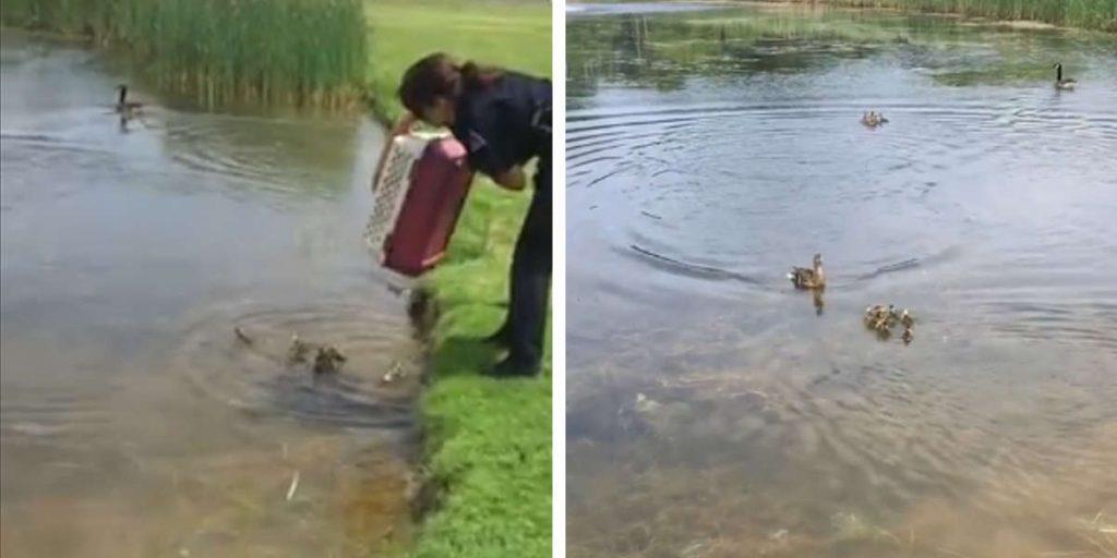 Polizistin platziert zehn verwaiste Enten in einem Teich und dann passiert etwas Erstaunliches	
