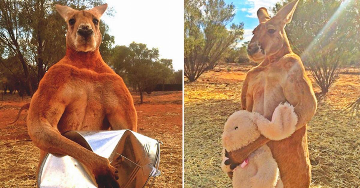 Muskulöses 2 Meter Känguru wird weltbekannt.	