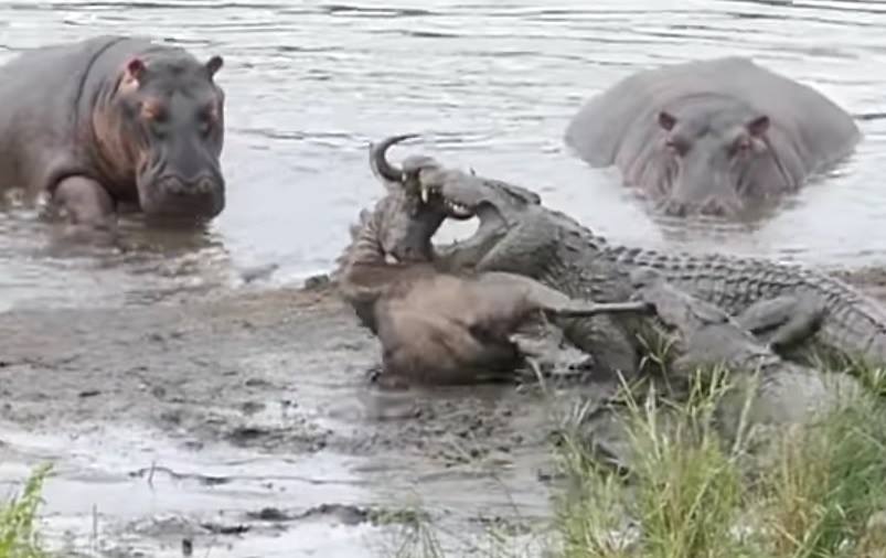 Das Gnu wird zu Krokodilfutter, aber die Flusspferde kommen, um ihn zu retten	
