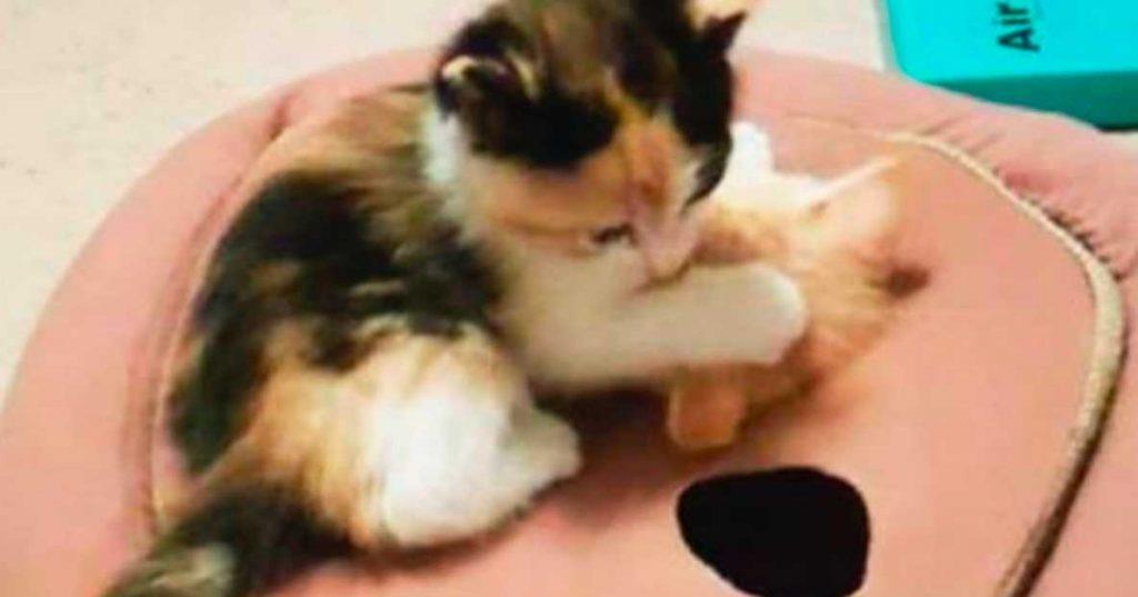 Dieses süße Kätzchen bekommt neues Spielzeug – nun erwärmt dieses Video die Herzen von Millionen!	