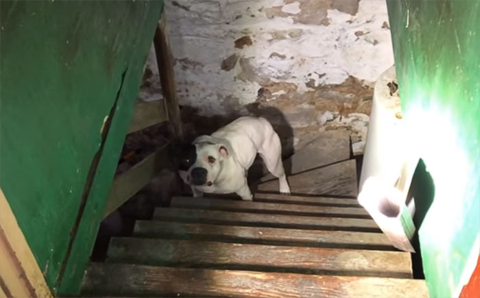 Der Mann zog in ein neues Haus ein und fand im Keller einen verlassenen Hund und so war seine Reaktion