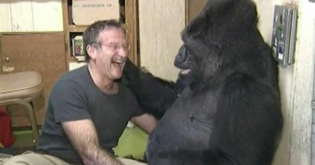 Berühmtes Gorillaweibchen Koko im Alter von 46 Jahren gestorben	