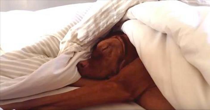 Hund schläft tief und fest, als der Alarm klingelt – seine Reaktion wurde bereits 5 Millionen Mal gesehen!	