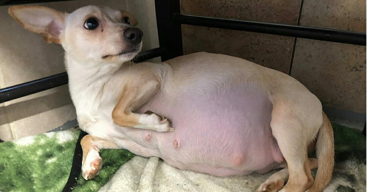 Chihuahuas Bauch wird immer größer – als Welpen zur Welt kommen, wird das Geheimnis enthüllt	