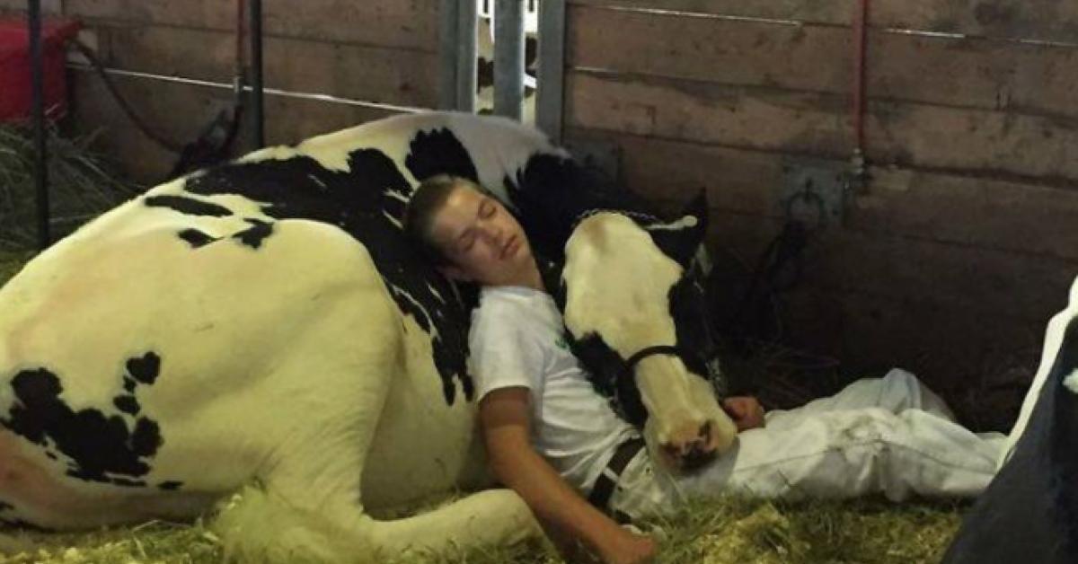 Bild eines jungen Bauern mit Kuh sorgt für Begeisterung im Netz.	