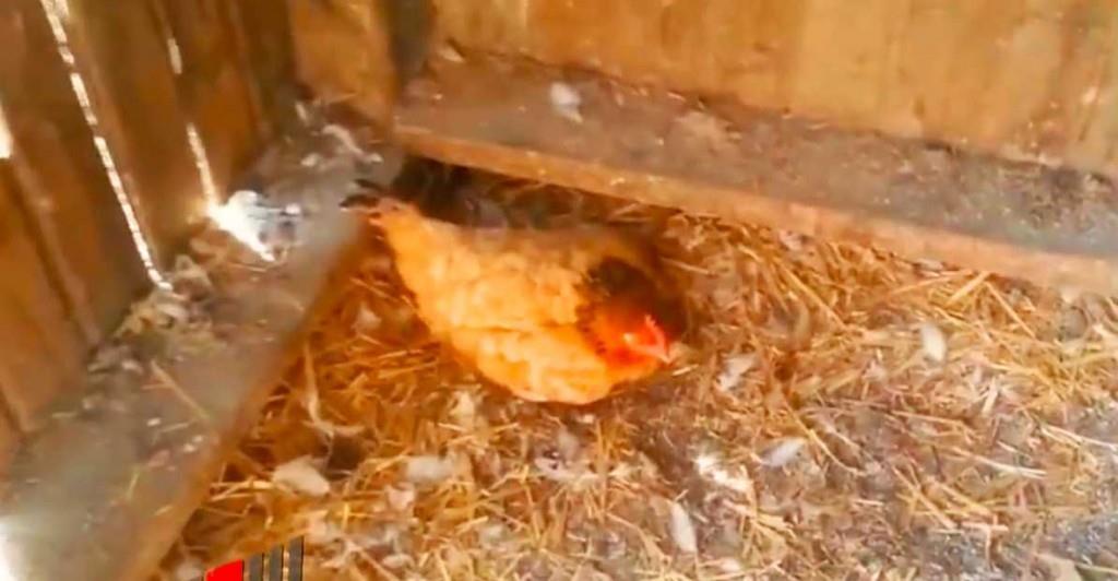 Bauer bemerkt, dass die Henne sich eigenartig benimmt – bis er sieht, was sie versteckt	