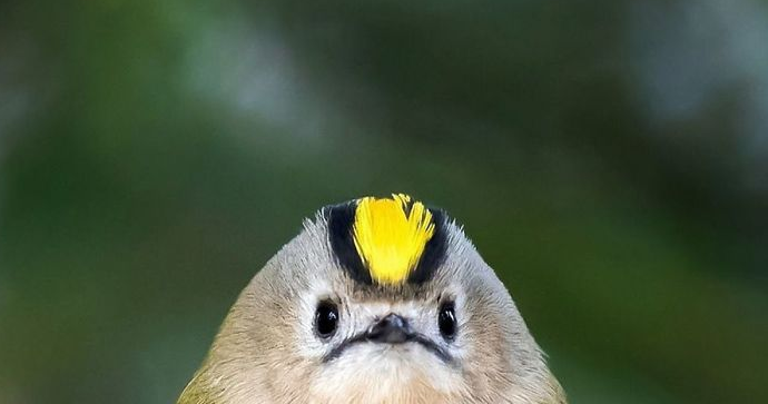 Der Fotograf  fotografiert das wirkliche Leben von Angry Birds, die Ähnlichkeit ist erstaunlich.