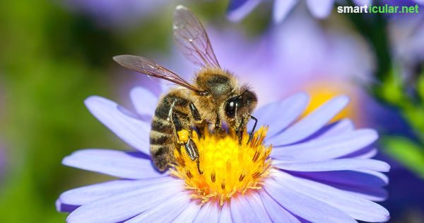 Blumen für den Bienenbalkon: So wird dein Heim zum Bienenparadies	
