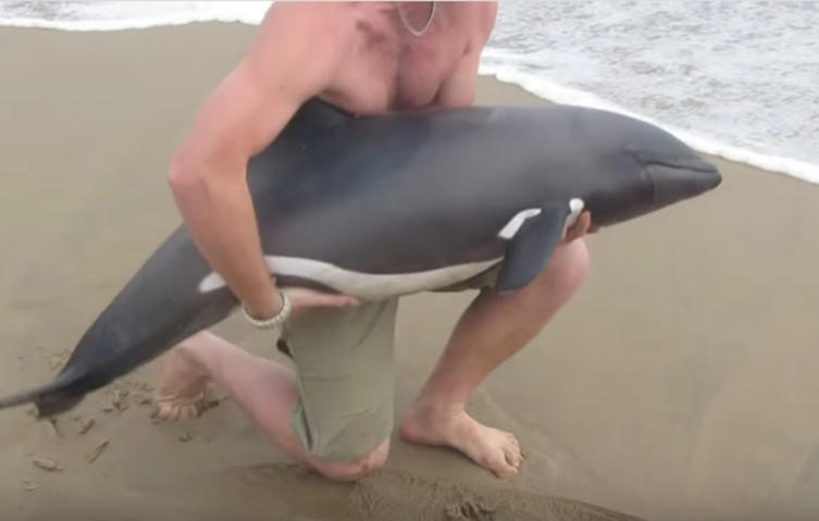 Bewegender Moment: Mann hilft gestrandeten Delfin zurück ins Meer	