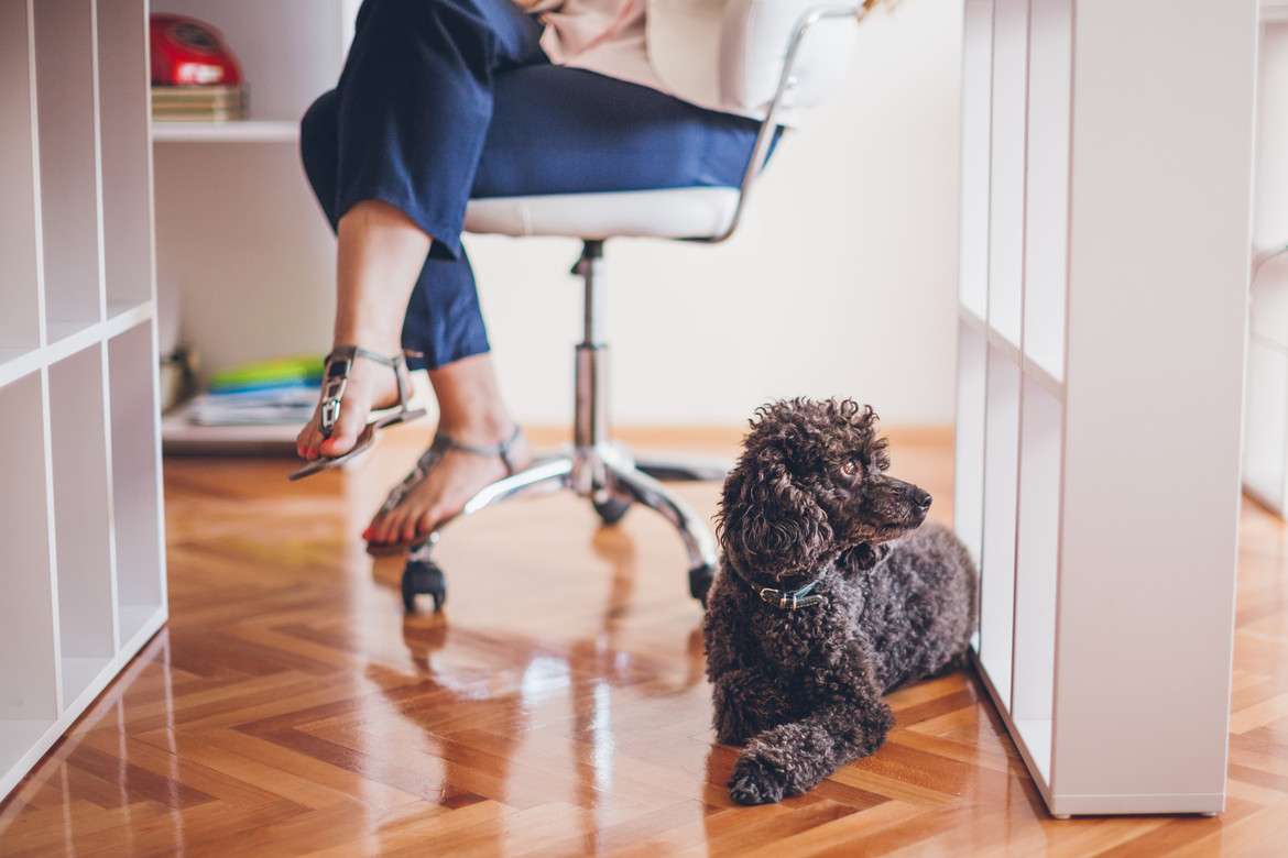 Wann sind Hunde im Büro erlaubt?	