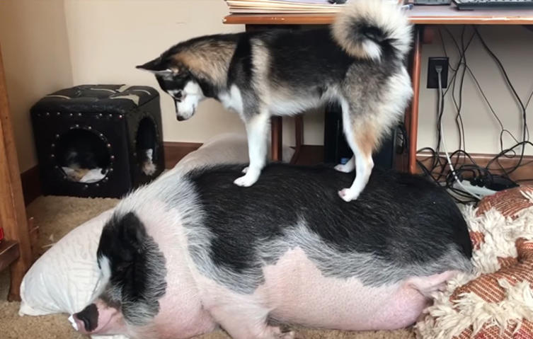 Urkomische Szene: Hund versucht, seinen schlafenden Schweinefreund aufzuwecken	