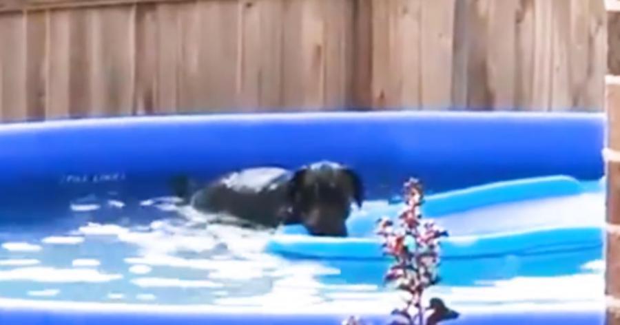 Der Hund springt heimlich in den Pool und reagiert sehr lustig, als er ertappt wird!	