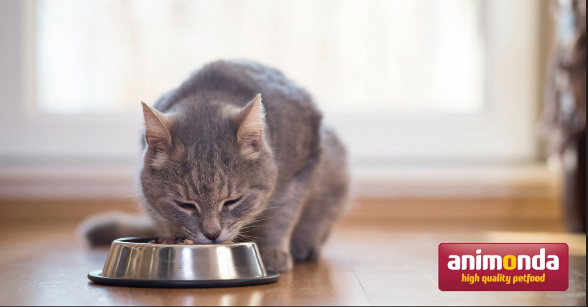 Gesundes Katzenfutter - Das ist wichtig	