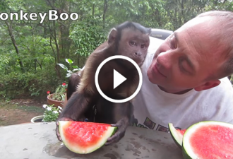 Dieser Affe hat Wassermelone sehr gern. Der Besitzer schnitt ihr ein Stück, und man muss nur sehen, was sie gemacht hat!