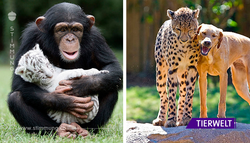 Mit Freund ist es fröhlicher: 15 die berührendsten Beispiele der Freundschaft in der Tierwelt!