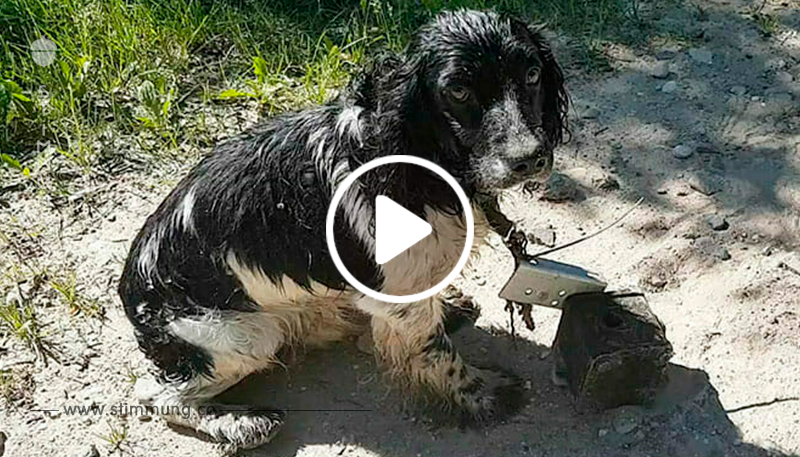 Frau findet nassen Hund am Fluss – um seinen Hals hängt etwas, das sie in Rage versetzt	