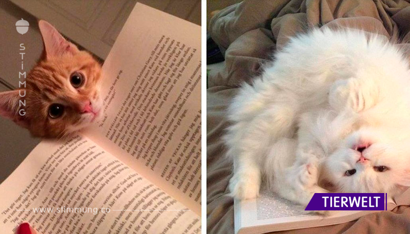 20+ Katzen, die in diesem Moment Aufmerksamkeit benötigen, wenn Sie anfangen zu lesen!