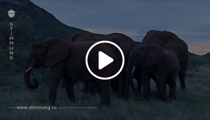 Die Elefantenmutter weiß, dass sie die Nacht nicht überleben wird. Was sie dann mit ihrem Baby macht, rührt die Wildhüter zu Tränen.	