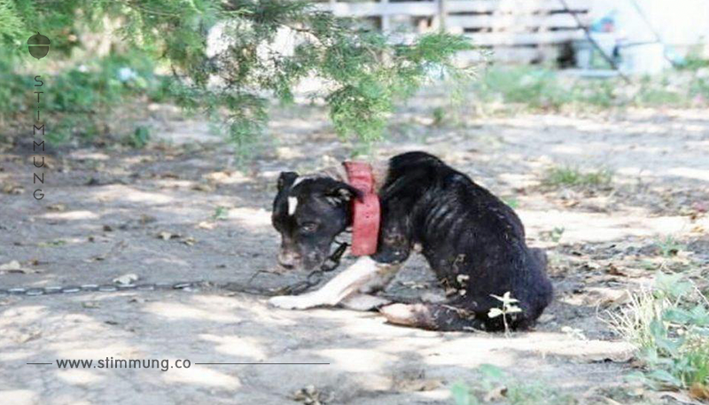 Sie wurde als Kampfhund eingesetzt und zum Sterben zurückgelassen – nun ist sie nicht wiederzuerkennen	