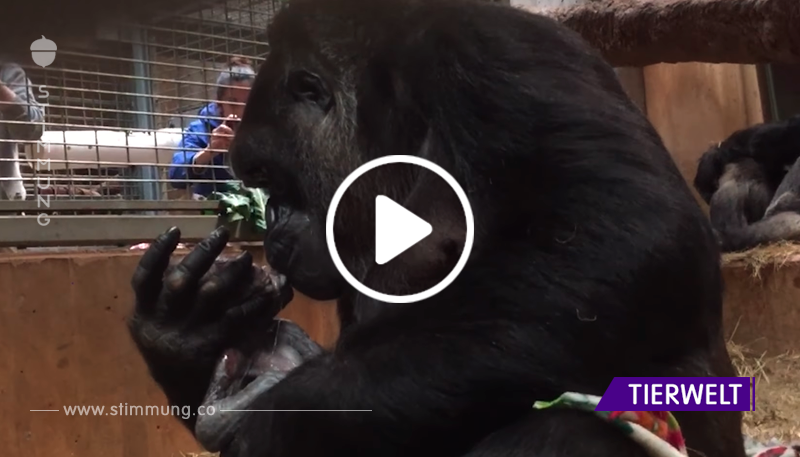 Gorilla bringt ein Junges zur Welt – dann umarmt und küsst sie das Neugeborene	