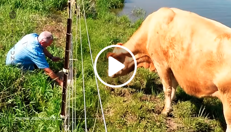 Dieser Mann filmt ein paar Kühe aus der Ferne – dann erkennt er, dass etwas nicht stimmt	