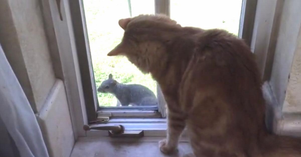 Video: Gewieftes Eichhörnchen führt Katze an der Nase herum.	