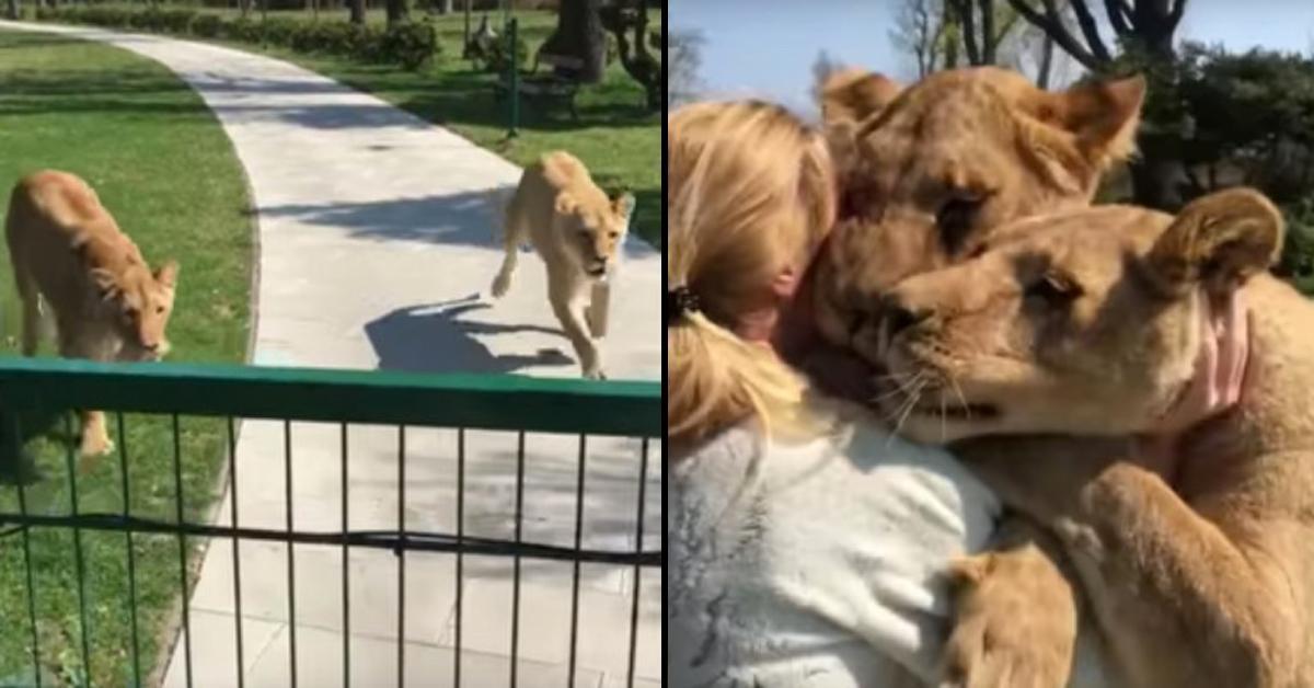 Löwen stürzen sich auf Frau, die sie vor 7 Jahren rettete.	