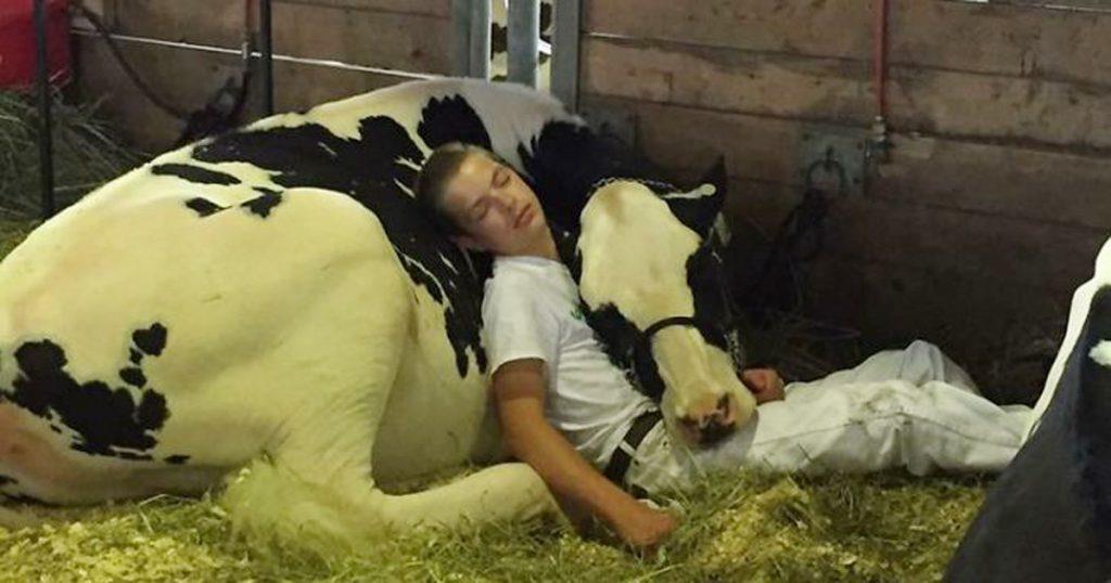 Der müde Junge schläft neben der Kuh ein – nun verbreitete sich dieses Bild wie ein Lauffeuer!	