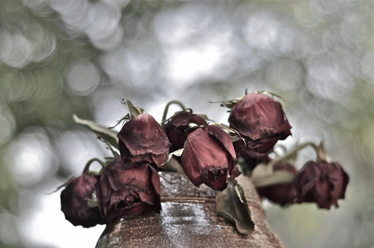 Mit diesem praktischen Tipp werden deine Rosen im Handumdrehen wieder strahlen!	