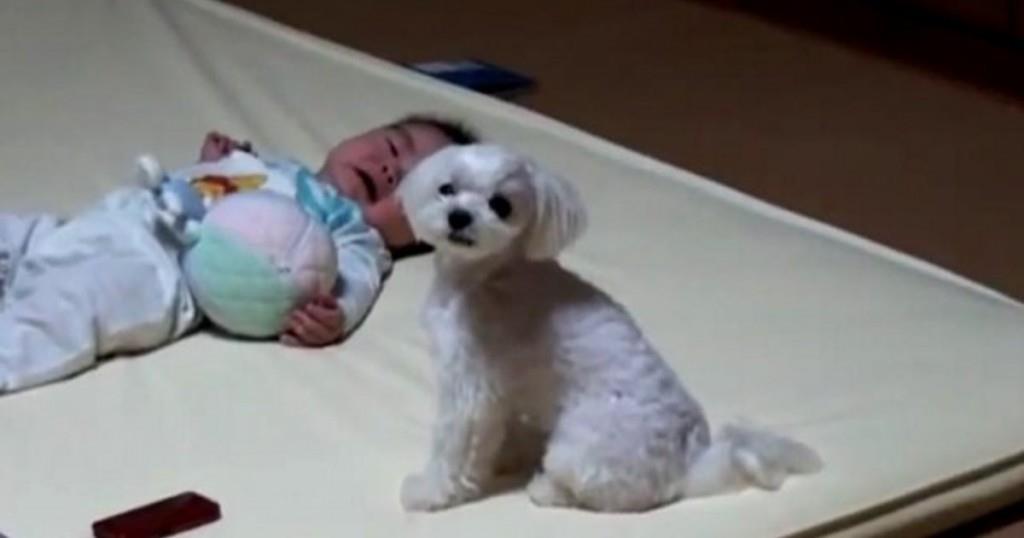 Das Baby weint auf dem Boden – aber schau, was der Hund macht!	