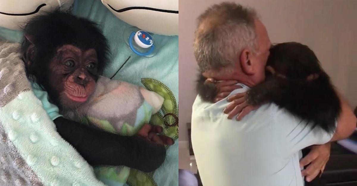 Herzliches Wiedersehen von Schimpansen-Baby und Zieh-Papa.	