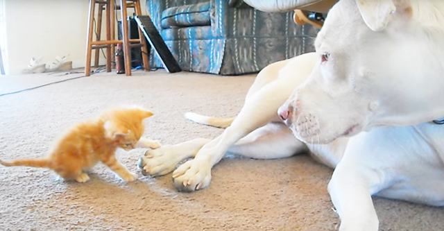 Das kleine Kätzchen ging auf die Nerven von diesem Pitbull, und der Hund konnte sich nicht zurückhalten, und ... Aber sehen Sie selbst!
