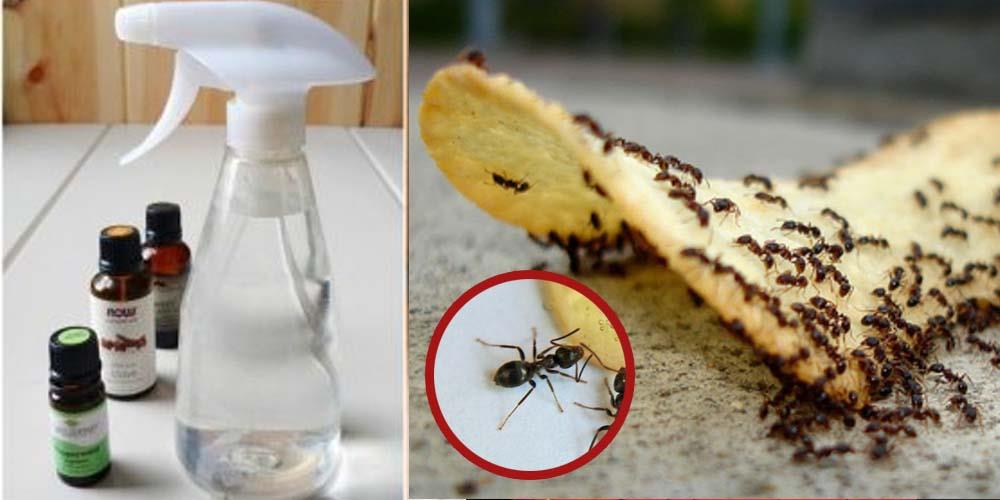 Ameisen loswerden: Experten verraten die besten Tricks für diesen Sommer	
