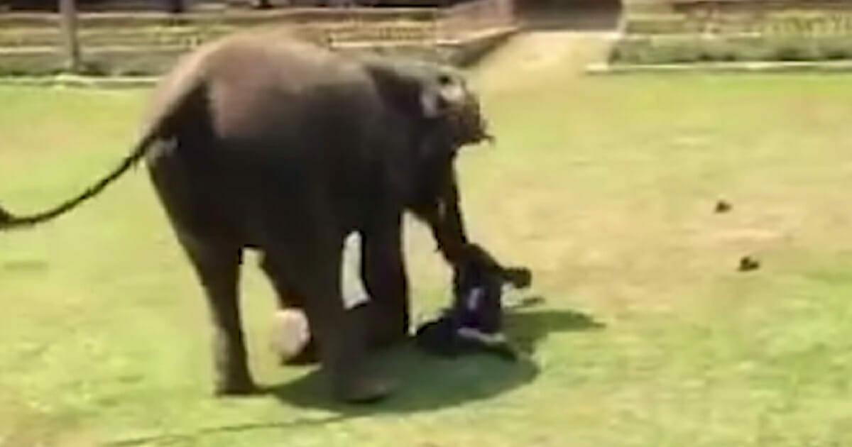 Elefant sieht, wie Junge  geschlagen  wird – eilt sofort zur Hilfe. Sieh was Kamera einfängt!	
